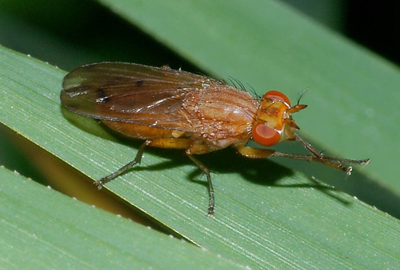 Heleomyzidae ?